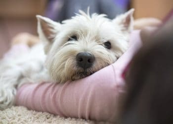 Scapa de mirosul neplacut animalelor de companie