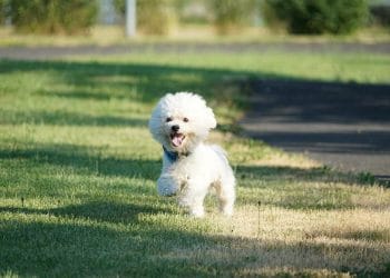 Ce trebuie să mănânce un Bichon Maltez