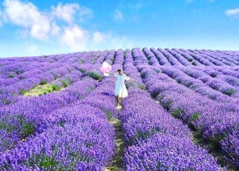 cultura lavanda