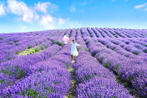 cultura lavanda