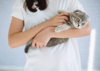 Alergia la pisici