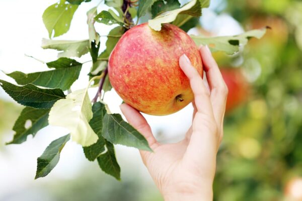 Cum să cultivați pomii fructiferi în funcție de zonă
