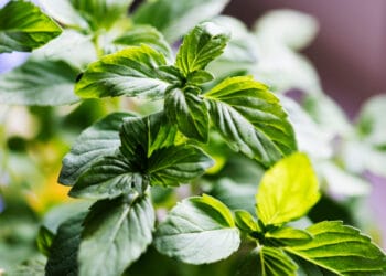 plante medicinale și aromatice