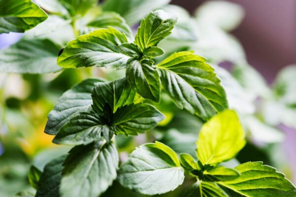 plante medicinale și aromatice