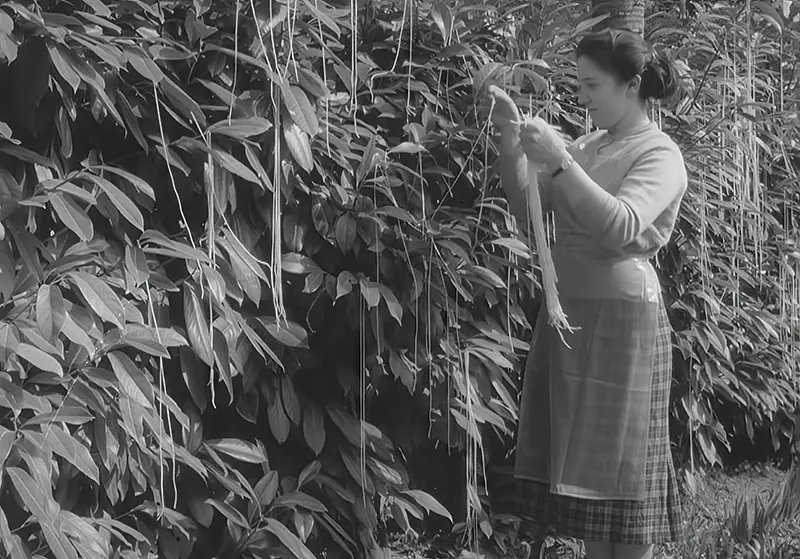 The Spaghetti Tree Hoax: Inside the 1957 BBC's April Fools Joke That Caused  A Nationwide Uproar - Rare Historical Photos